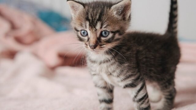 miezekieze-cat-9643209_1280-1