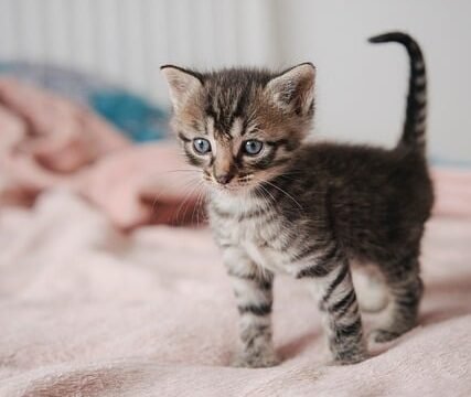 miezekieze-cat-9643209_640-1